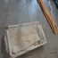 Krásna húpačka/kolíska
