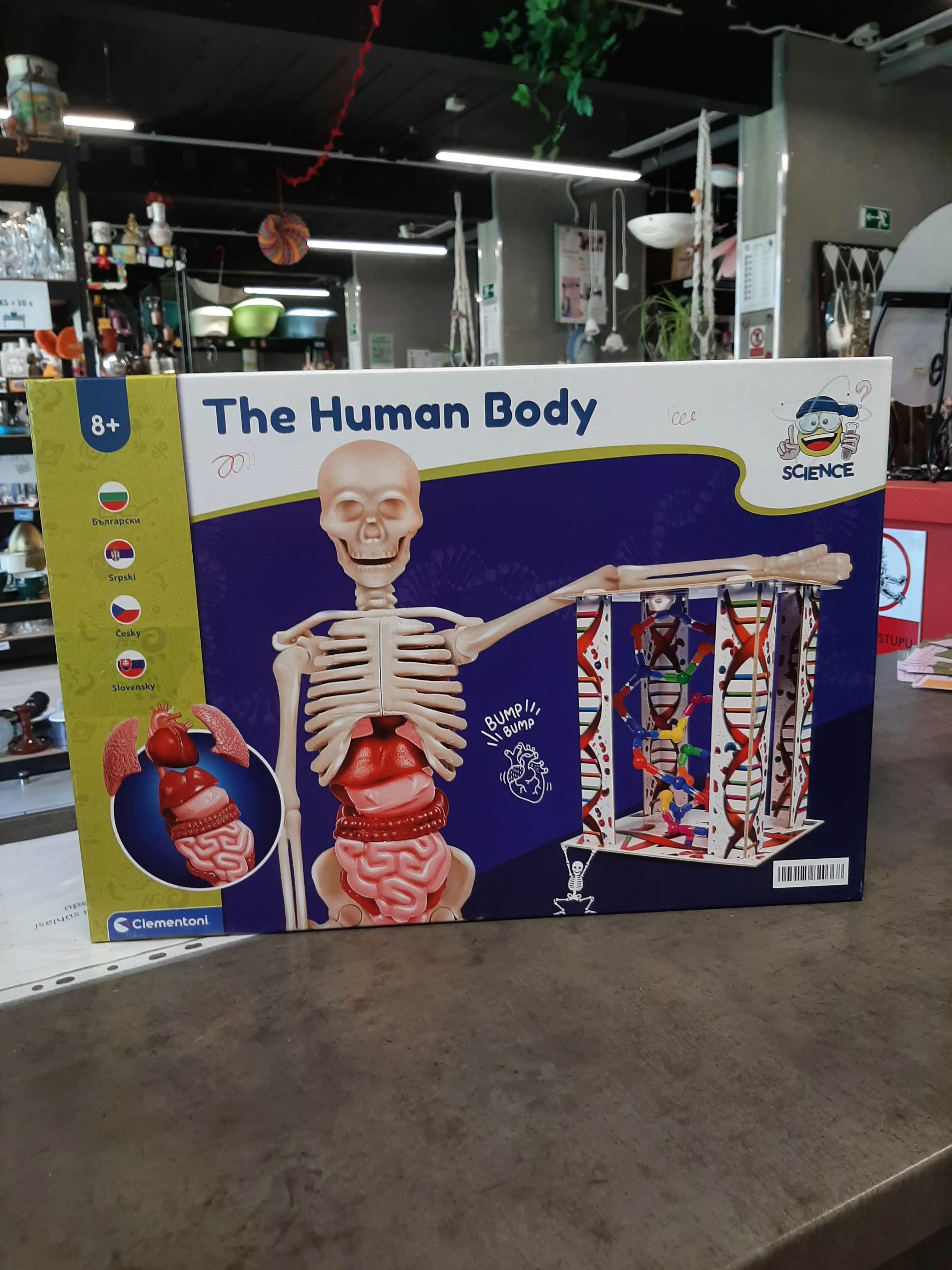 The human body
